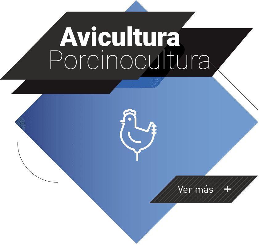 rhombus avicultura